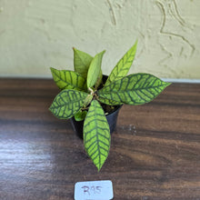 Load image into Gallery viewer, #R95 Hoya Sp. Kalimantan