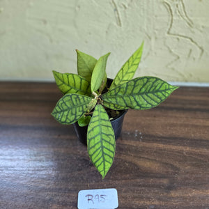 #R95 Hoya Sp. Kalimantan