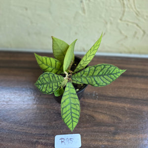 #R95 Hoya Sp. Kalimantan