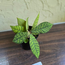 Load image into Gallery viewer, #R95 Hoya Sp. Kalimantan