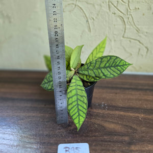 #R95 Hoya Sp. Kalimantan