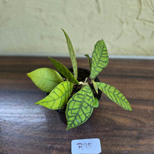 Load image into Gallery viewer, #R95 Hoya Sp. Kalimantan