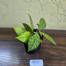 Load image into Gallery viewer, #R95 Hoya Sp. Kalimantan
