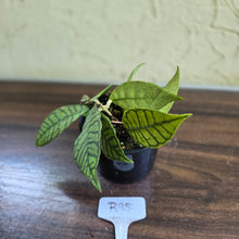 Load image into Gallery viewer, #R95 Hoya Sp. Kalimantan