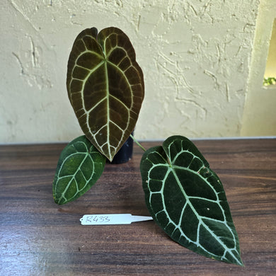 #R433 Anthurium Crystallinum x