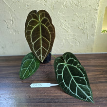 Load image into Gallery viewer, #R433 Anthurium Crystallinum x