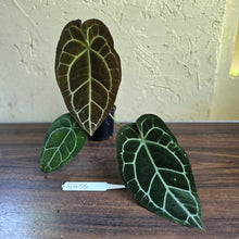 Load image into Gallery viewer, #R433 Anthurium Crystallinum x