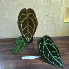 Load image into Gallery viewer, #R433 Anthurium Crystallinum x
