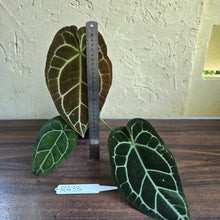 Load image into Gallery viewer, #R433 Anthurium Crystallinum x