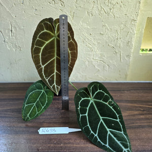 #R433 Anthurium Crystallinum x