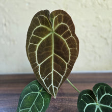 Load image into Gallery viewer, #R433 Anthurium Crystallinum x