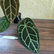 Load image into Gallery viewer, #R433 Anthurium Crystallinum x
