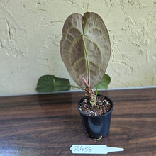 Load image into Gallery viewer, #R433 Anthurium Crystallinum x