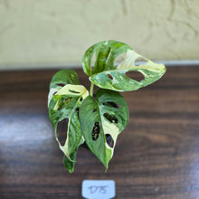 Load image into Gallery viewer, #D75 Variegated Monstera Adansonii