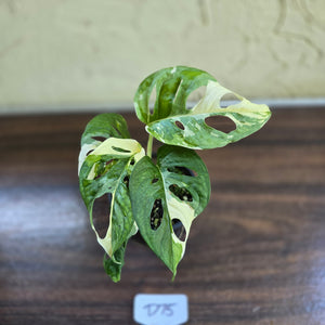 #D75 Variegated Monstera Adansonii