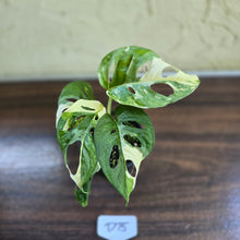 Load image into Gallery viewer, #D75 Variegated Monstera Adansonii