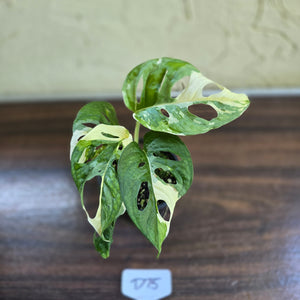 #D75 Variegated Monstera Adansonii
