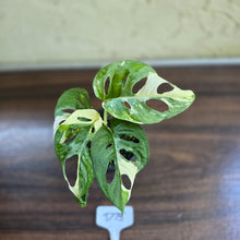 Load image into Gallery viewer, #D75 Variegated Monstera Adansonii
