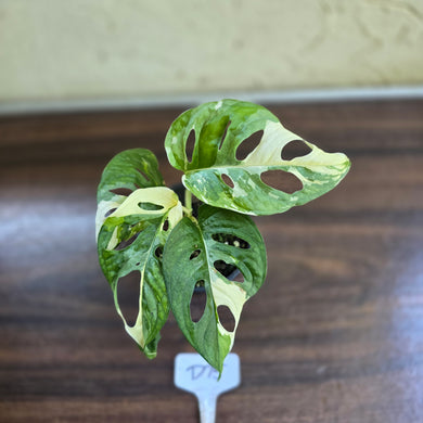 #D75 Variegated Monstera Adansonii