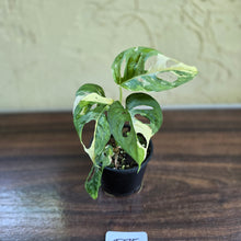 Load image into Gallery viewer, #D75 Variegated Monstera Adansonii