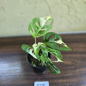 #D75 Variegated Monstera Adansonii