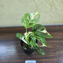 Load image into Gallery viewer, #D75 Variegated Monstera Adansonii