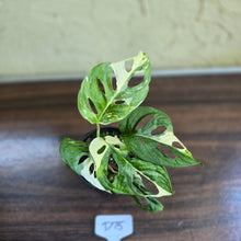 Load image into Gallery viewer, #D75 Variegated Monstera Adansonii