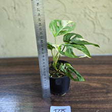 Load image into Gallery viewer, #D75 Variegated Monstera Adansonii