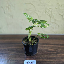 Load image into Gallery viewer, #D75 Variegated Monstera Adansonii