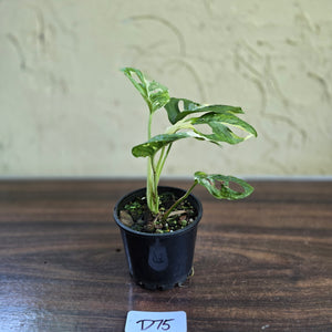 #D75 Variegated Monstera Adansonii