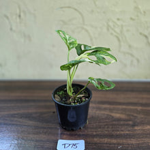 Load image into Gallery viewer, #D75 Variegated Monstera Adansonii