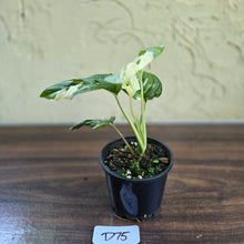 Load image into Gallery viewer, #D75 Variegated Monstera Adansonii