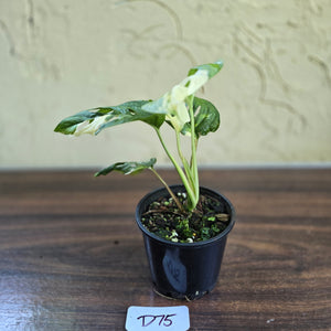 #D75 Variegated Monstera Adansonii