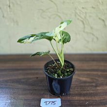 Load image into Gallery viewer, #D75 Variegated Monstera Adansonii