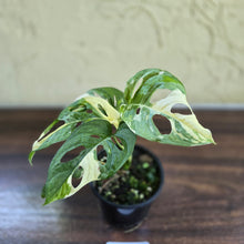 Load image into Gallery viewer, #D75 Variegated Monstera Adansonii