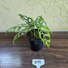 Load image into Gallery viewer, #D73 Montsera Obliqua