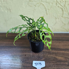 Load image into Gallery viewer, #D73 Montsera Obliqua