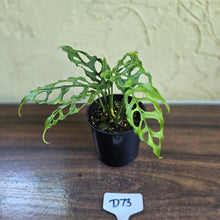 Load image into Gallery viewer, #D73 Montsera Obliqua