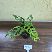 Load image into Gallery viewer, #D73 Montsera Obliqua