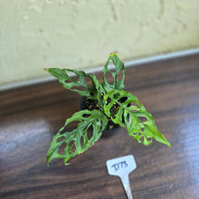 Load image into Gallery viewer, #D73 Montsera Obliqua