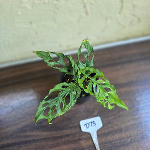 #D73 Montsera Obliqua