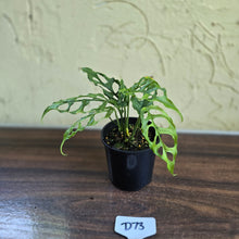 Load image into Gallery viewer, #D73 Montsera Obliqua