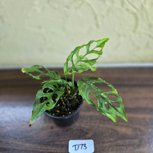 Load image into Gallery viewer, #D73 Montsera Obliqua