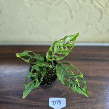 Load image into Gallery viewer, #D73 Montsera Obliqua
