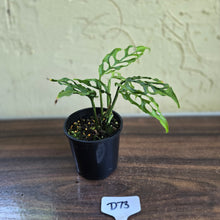 Load image into Gallery viewer, #D73 Montsera Obliqua