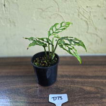 Load image into Gallery viewer, #D73 Montsera Obliqua