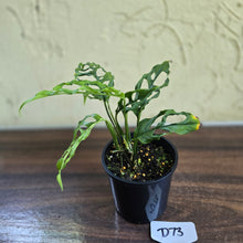 Load image into Gallery viewer, #D73 Montsera Obliqua