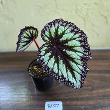 Load image into Gallery viewer, #R107 Begonia Fireworks