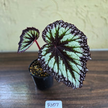 Load image into Gallery viewer, #R107 Begonia Fireworks