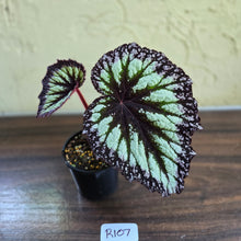 Load image into Gallery viewer, #R107 Begonia Fireworks